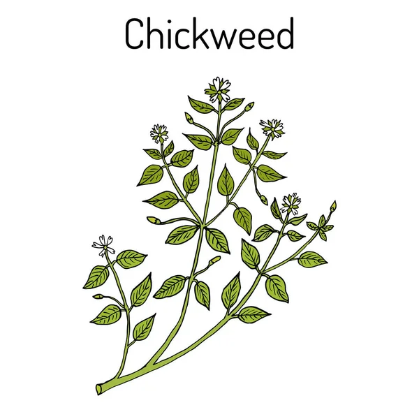 Chickweed Stellaria media o chickenwort, craches, maruns, winterweed - pianta medicinale, culinaria e miele — Vettoriale Stock