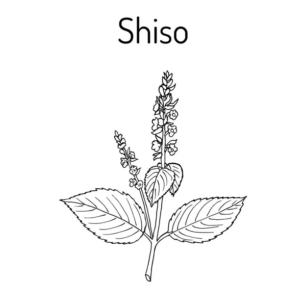 Shiso Perilla frutescens, especias y hierbas medicinales — Vector de stock