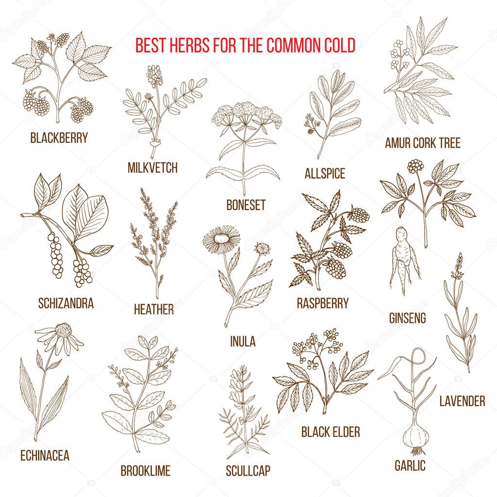 Best herbs for common cold