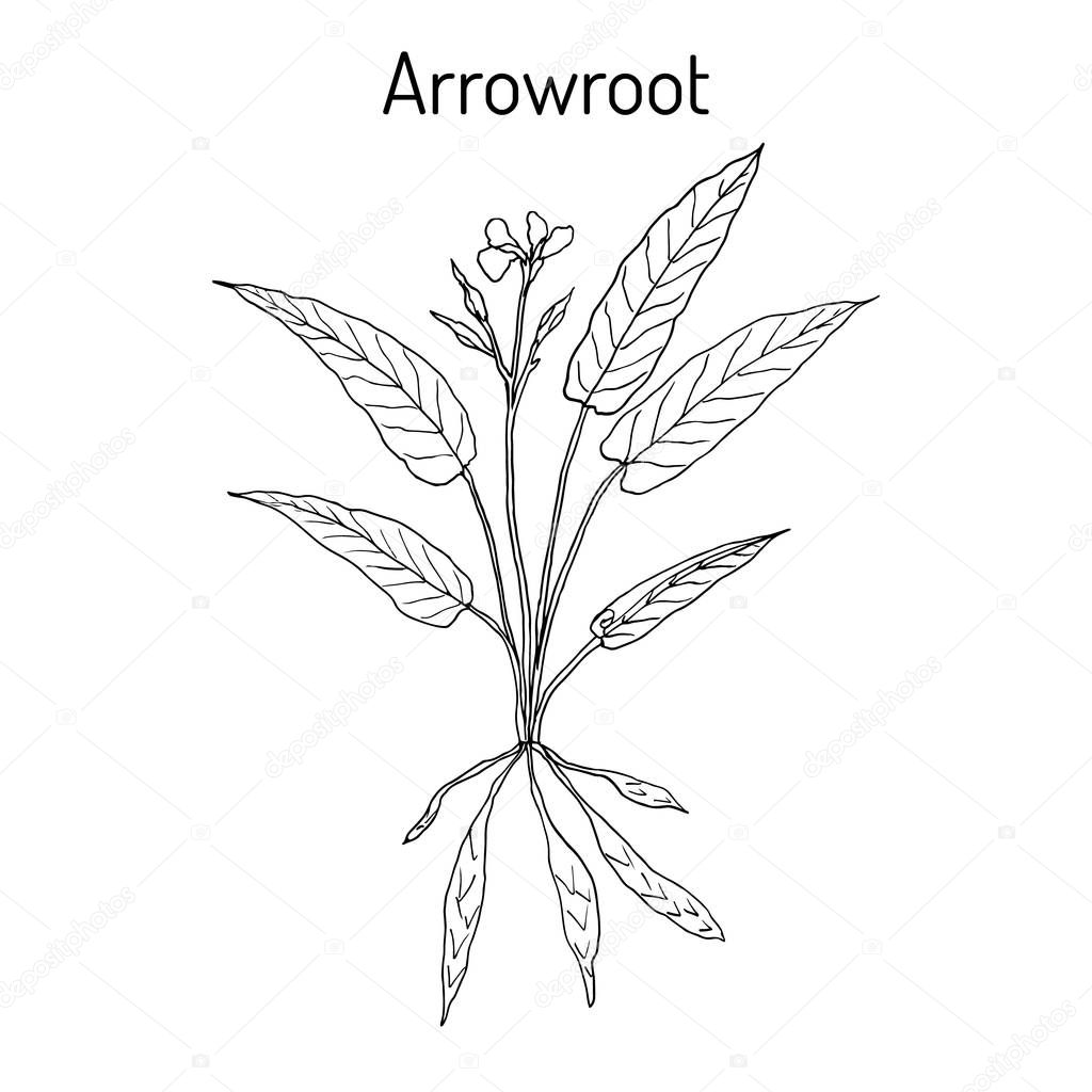 West Indian arrowroot Maranta arundinacea , or obedience plant, araru, ararao