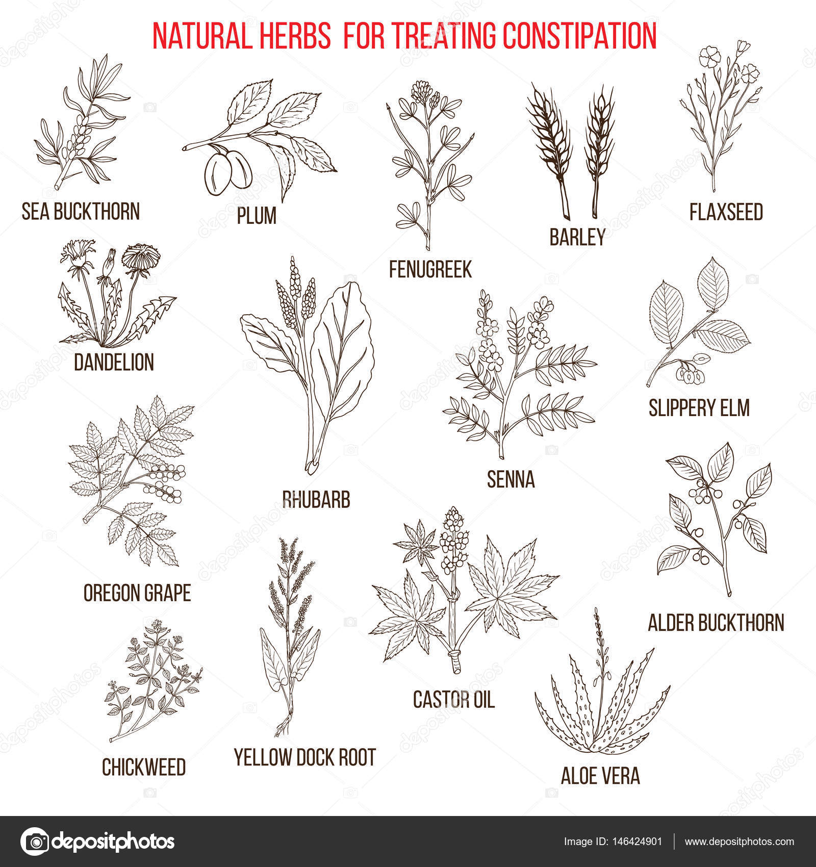 Best herbal remedies for treating constipation Stock Vector Image by