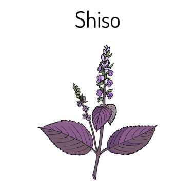 Shiso Perilla frutescens, baharat ve şifalı bitki