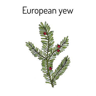 Avrupa yew porsuk (bitki) baccata, zehirli bitki.