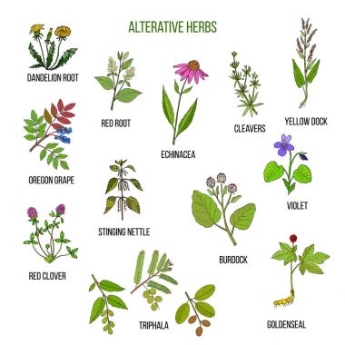 Alterative herbs. Hand drawn set of medicinal plants clipart