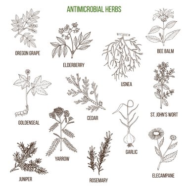 Antimikrobiyal otlar. Şifalı bitkiler çizilmiş kümesi el