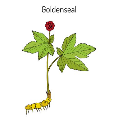 Goldenseal Hydrastis canadensis , medicinal plant clipart