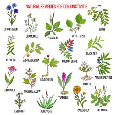 Best herbal remedies for conjunctivitis. clipart