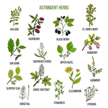 Astringent herbs. Hand drawn set of medicinal plants clipart