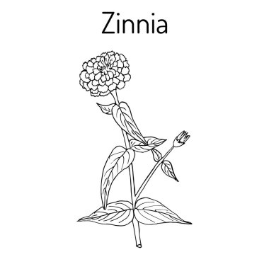 Zinnia elegans veya gençlik ve yaş, çiçekli bitki.