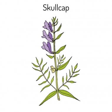 Baikal skullcap scutellaria baicalensis - medicinal plant clipart
