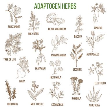 Adaptogen otlar. Şifalı bitkiler çizilmiş kümesi el