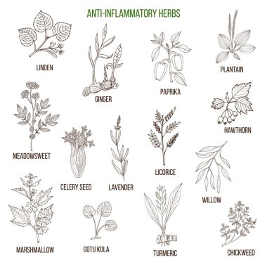 Anti-inflamatuar otlar. Şifalı bitkiler çizilmiş kümesi el