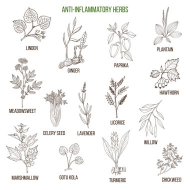 Anti-inflammatory herbs. Hand drawn set of medicinal plants clipart