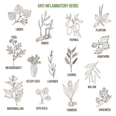 Anti-inflammatory herbs. Hand drawn set of medicinal plants clipart