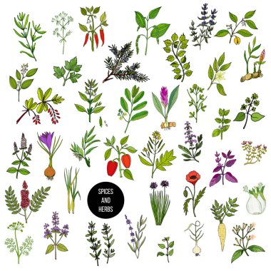 Hand drawn set of culinary herbs and spices clipart