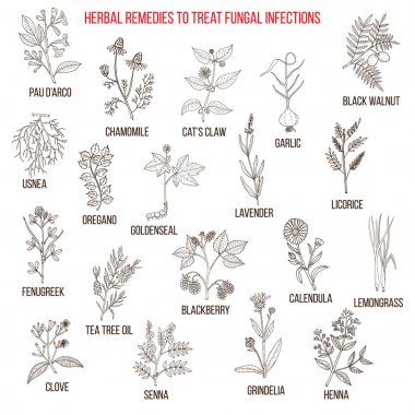 Best herbal remedies for fungal infections clipart