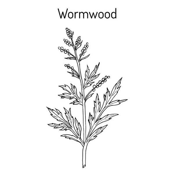 Mugwort, or common wormwood Artemisia vulgaris , medicinal plant — Stock Vector