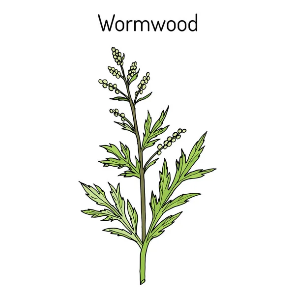 Mugwort, or common wormwood Artemisia vulgaris, medicinal plant — стоковый вектор