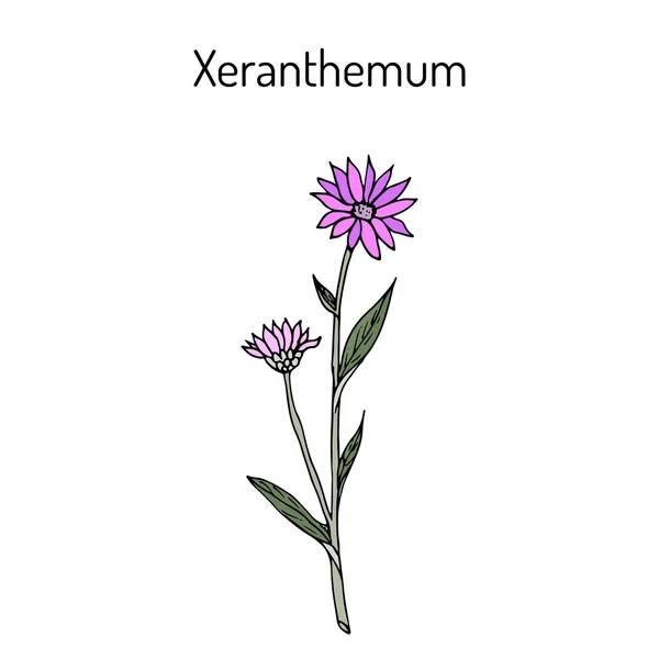 Ежегодное вечное или бессмертное Xeranthemum annuum, цветочное растение — стоковый вектор