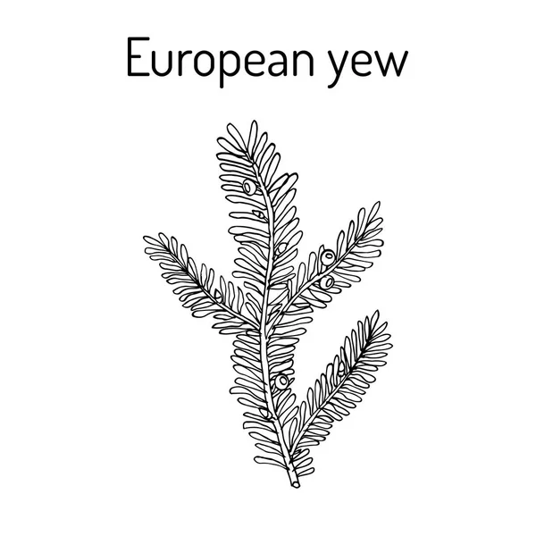 Evropské tisu Taxus baccata, jedovatá rostlina. — Stockový vektor