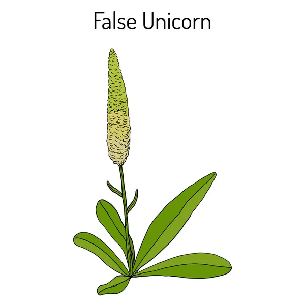 Unicorn Chamaelirium luteum palsu, atau bintang terang, bit iblis, tongkat peri, helonias - tanaman hias dan medis - Stok Vektor