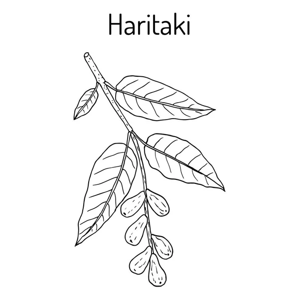 Haritaki Terminalia chebula, ou plante noire, ou myrobalan chebulique, Ayurveda — Image vectorielle