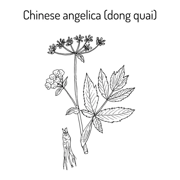 Angélica sinensis, o dong quai, o ginseng femenino hierba medicinal — Vector de stock