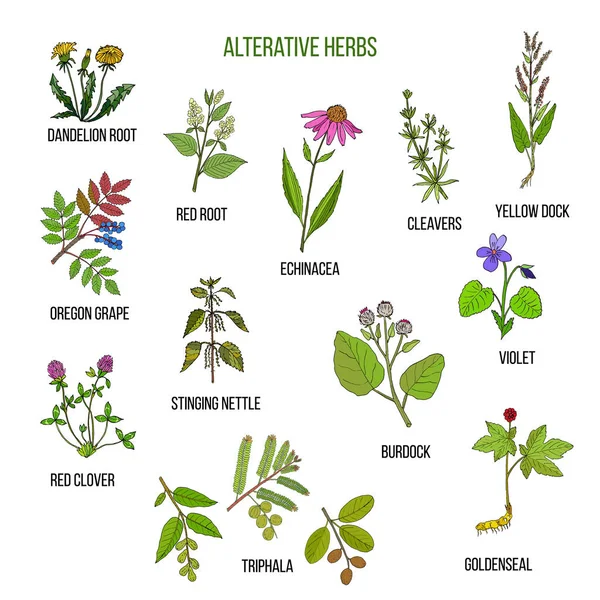 Herbes alternatives. Ensemble dessiné à la main de plantes médicinales — Image vectorielle