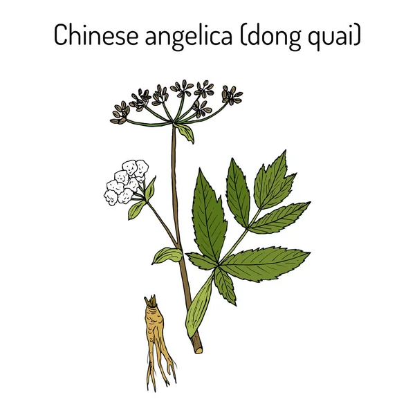 Angelica sinensis, или Dong Quai, или женьшень - лекарственная трава — стоковый вектор