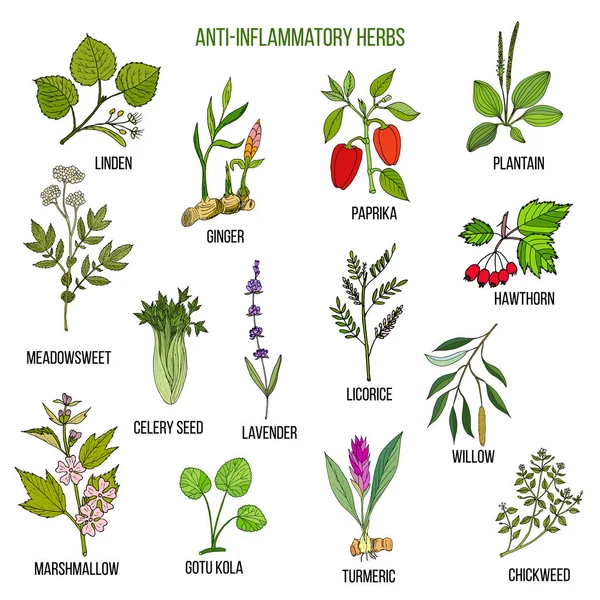 Hierbas antiinflamatorias. Conjunto dibujado a mano de plantas medicinales — Vector de stock