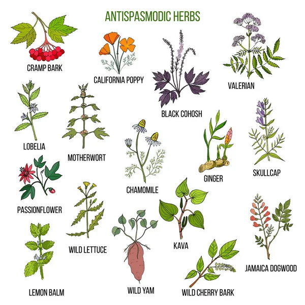 Antispasmodic kruiden. Hand getekende set van geneeskrachtige planten — Stockvector