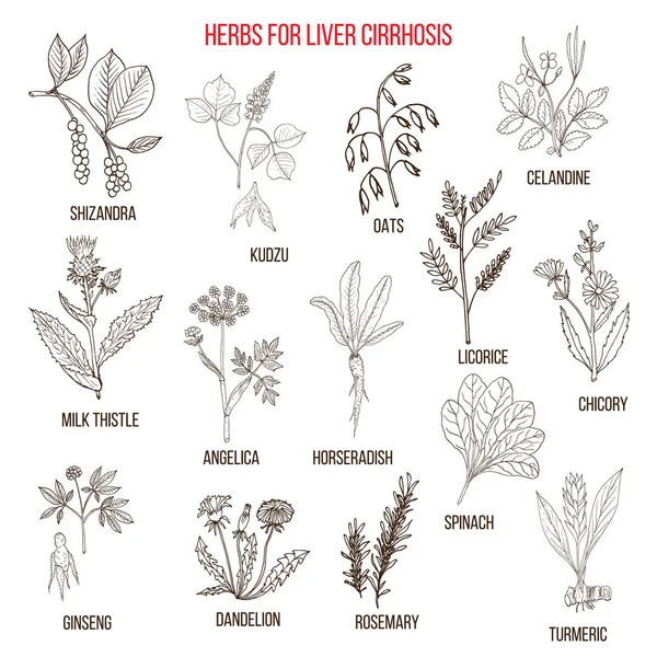 Best herbal remedies for liver cirrosis — Stock Vector