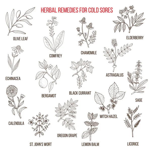 Best herbal remedies for cold sores — Stock Vector