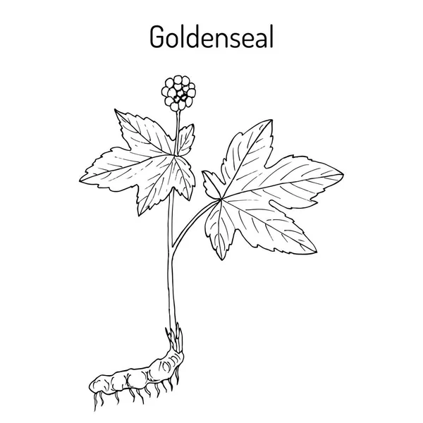 Goldenseal Hydrais canadensis, pianta medicinale — Vettoriale Stock