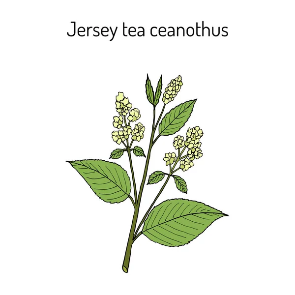 Té de Jersey ceanothus Ceanothus americanus, o raíz roja, montañosa, bola de nieve silvestre . — Archivo Imágenes Vectoriales