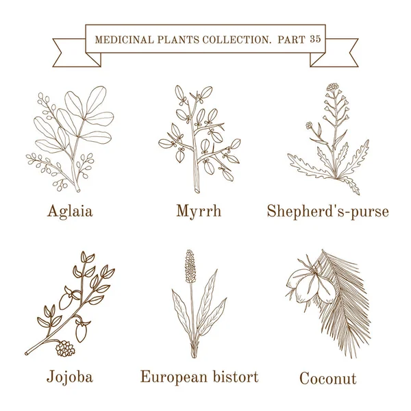 Vintage collection d'herbes et de plantes médicales dessinées à la main — Image vectorielle