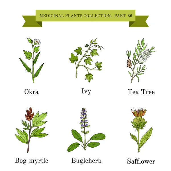 Vintage collection of hand drawn medical herbs and plants — Stock Vector