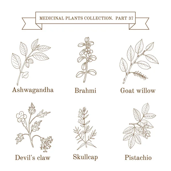 Sammlung handgezeichneter Heilkräuter und Pflanzen — Stockvektor