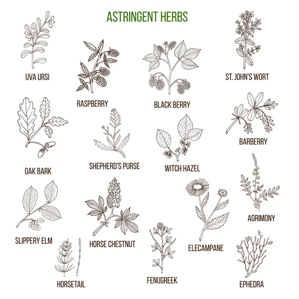 Astringent herbs. Hand drawn set — Stock Vector