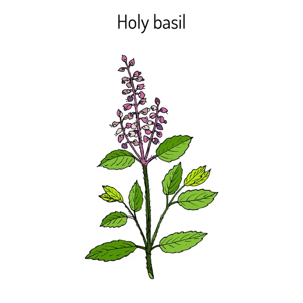 Tulsi plant illustration
