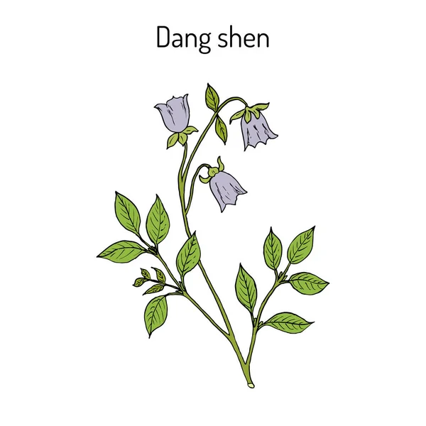 Codonopsis pilosula, ou dang shen, ou ginseng du pauvre homme. plante médicinale — Image vectorielle