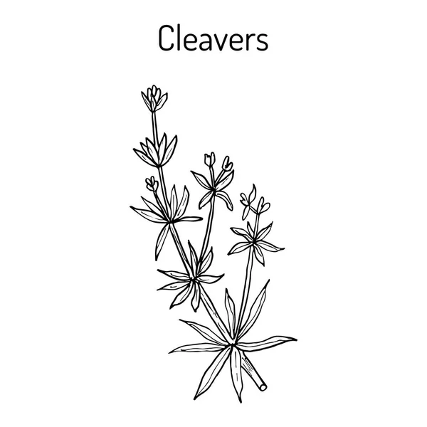 Cleavers Galium aparine, ou capim-espinhoso, ervas daninhas, ervas medicinais — Vetor de Stock