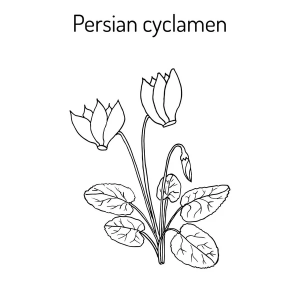 Cyklamen cyklamen persicum, blommande växt — Stock vektor