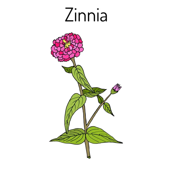 Zinnia elegans, or youth-and-age, flowering plant - Stok Vektor