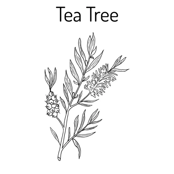 Raccolta di tea tree. Cosmetici e piante mediche. disegnato a mano — Vettoriale Stock