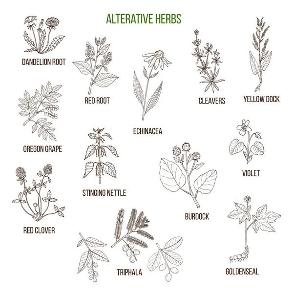 Hierbas alterantes. Conjunto dibujado a mano de plantas medicinales — Vector de stock