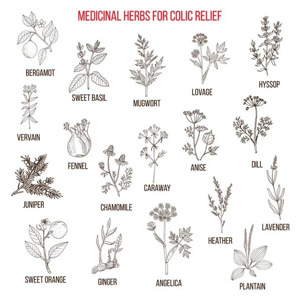 Los mejores remedios herbales para el alivio del cólico — Archivo Imágenes Vectoriales