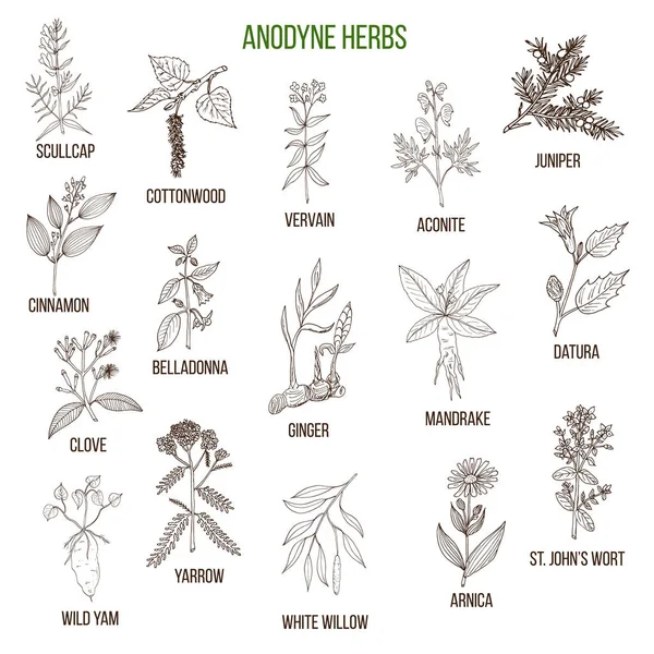 Anodyne herbs. Hand drawn set of medicinal plants — Stock Vector