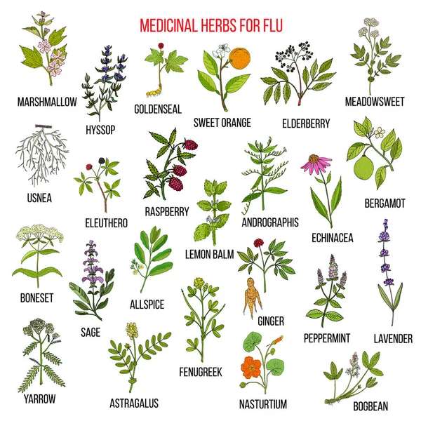 Meilleures herbes médicinales pour la grippe — Image vectorielle