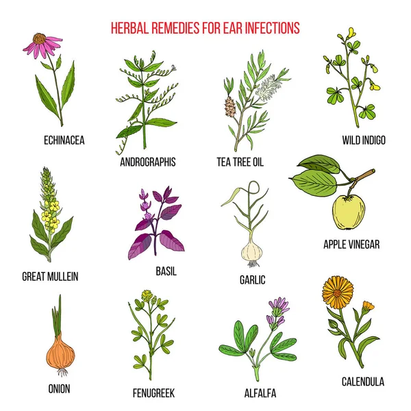 Las mejores hierbas medicinales para las infecciones del oído — Vector de stock